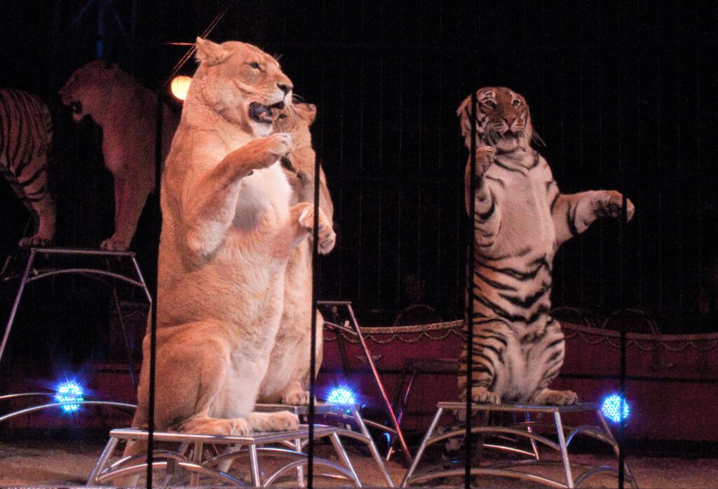 Animals struggling during entertainment events - Stop Using Animals for Entertainment