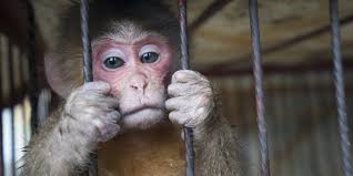 Elephants forced to perform during a crowded parade, symbolizing animal cruelty in entertainment